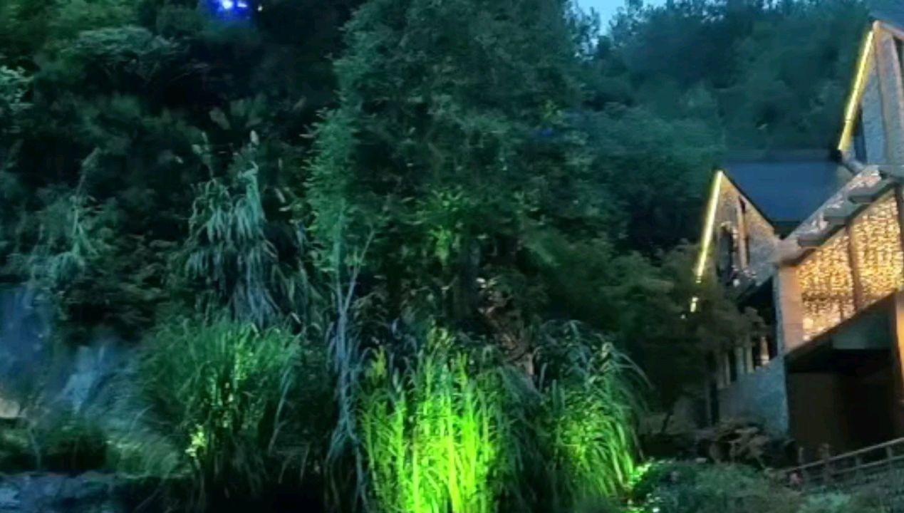 逃离金色蜜蜂森林